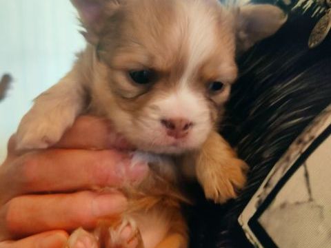 A réservé chiots 0 73000 Chambry