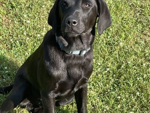 Jeune m&agrave;le Labrador 1800 31220 Mondavezan