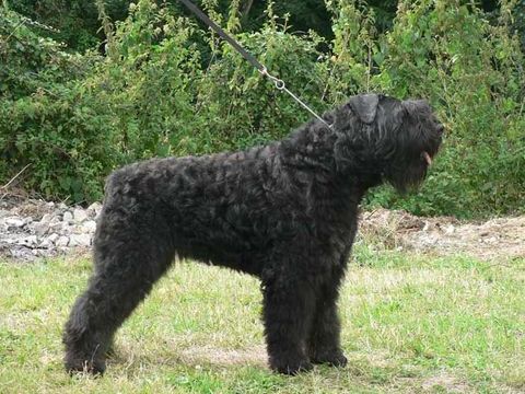 Chiots Bouvier des Flandres 1000 16110 Saint-projet-saint-constant