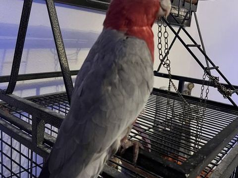 Vd. cacato&egrave;s Rosalbin de 3 ans 1000 30100 Al�s