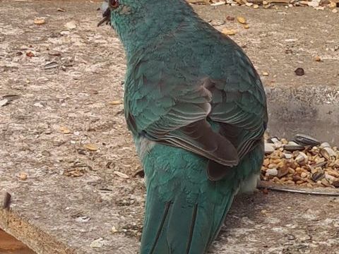 kakariki bleu 50 17240 Saint-ciers-du-taillon
