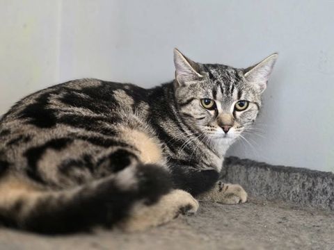 ZINNIA 210 76000 Rouen