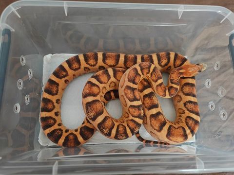 Serpent des Bl&eacute;s (femelle) 100 28240 La loupe