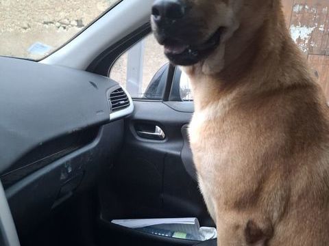 Vichy, croisée berger/shar pei, 3 ans 300 84600 Valras