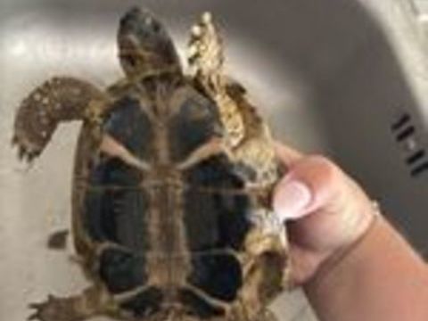   mal tortue  