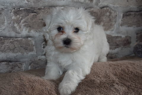 DISPONIBLE CHIOT M&Acirc;LE BICHON MALTAIS NON LOF 790 62116 Puisieux