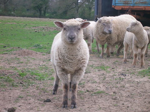 deux agnelles nees en fevrier 2025 280 85430 Nieul-le-dolent