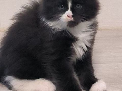 Chaton Maine coon LOOF 1500 94000 Créteil