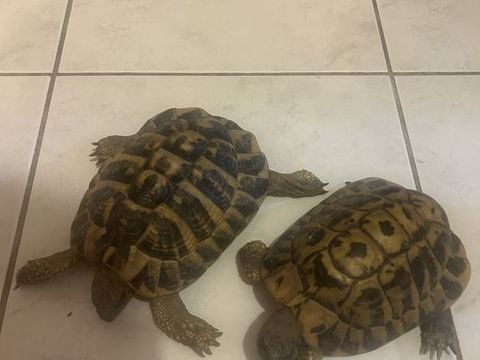 Tortues m&acirc;les HH de 15 ans 150 30000 N�mes