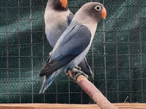 Ins&eacute;parables personata 40 47140 Frespech