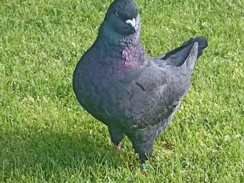 pigeons king 50 50700 Lieusaint