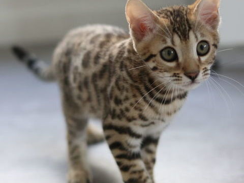 Magnifique Bengal LOOF m&acirc;le castr&eacute; 1600 57100 Thionville