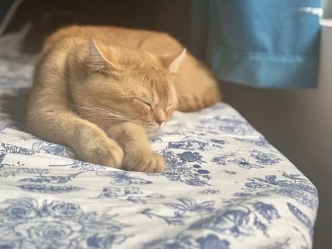 Chat 0 06610 La gaude
