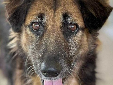 Bobby, un cr&eacute;ole timide 150 60400 Appilly