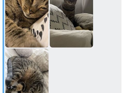 Perdu chat 0 42700 Firminy