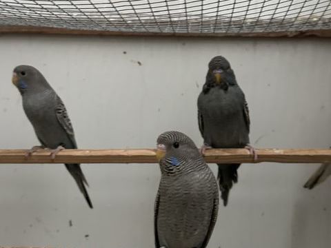 Diverses perruches bagu&eacute;es 2025 anglaises et couleur  30 24000 P�rigueux