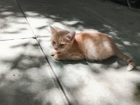 chatons a adopte 0 78710 Rosny-sur-seine