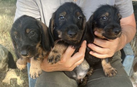Chiots Teckel poil dur standard 850 24210 Sainte-orse