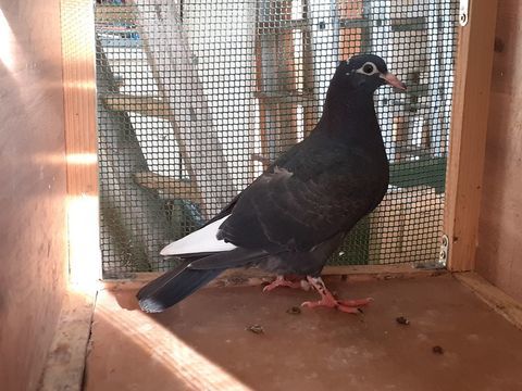 JEUNES PIGEONS NOIRS ou NOIRS &agrave; VOL BLANC 10 33130 B�gles