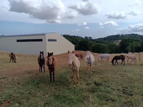 Poulains et poulinières Connemara 2500 12400 Rebourguil