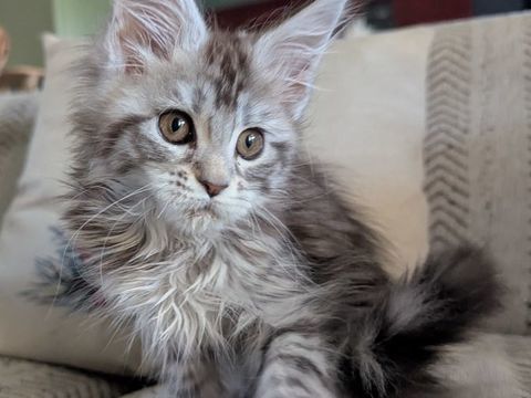 Jolie demoiselle Maine Coon Loof 1300 36310 Beaulieu