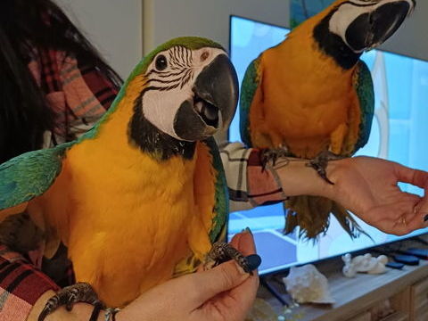 Perroquets Ara ararauna  1500 71580 Beaurepaire-en-bresse