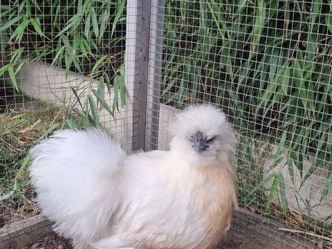 Poule et coq pondeuse et d'ornement 15 59290 Wasquehal