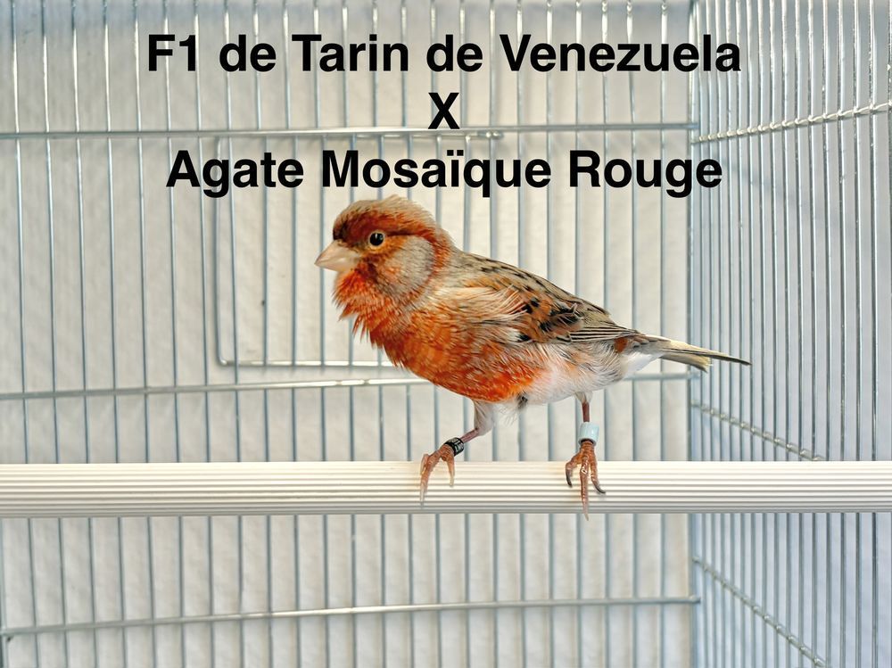   Très Beaux Hybride F2 Tarin De Venezuela Excellent Chanteur  
