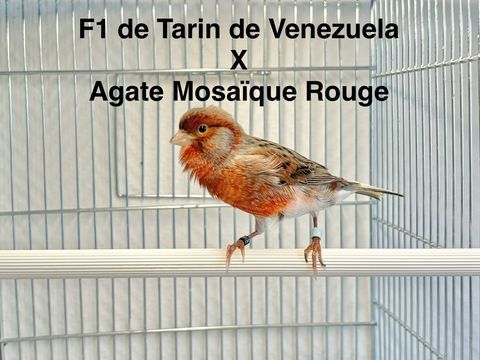 Tr&egrave;s Beaux Hybride F2 Tarin De Venezuela Excellent Chanteur 90 94450 Limeil-brévannes
