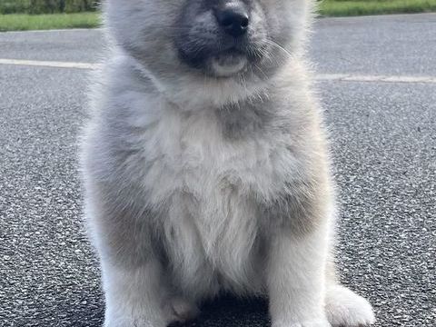 Magnifiques chiots akita inu - disponibles 1200 44710 Port-saint-p�re