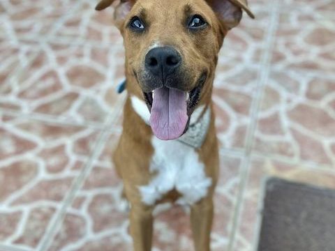 Frisky, m&acirc;le X crois&eacute; berger , n&eacute; le 01/04/2025 380 92000 Nanterre