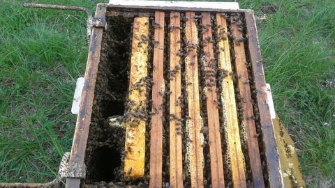 Essaim d'abeilles sur 6 cadres Dadant  Reine 2026 125 38210 Saint-quentin-sur-is�re