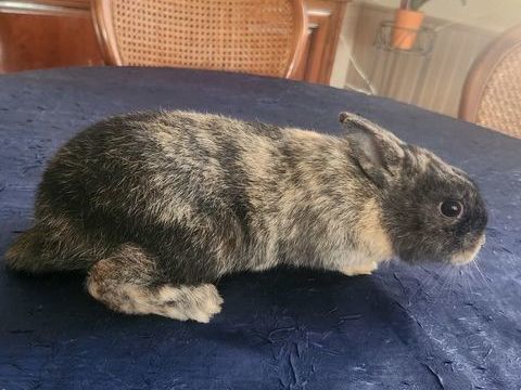 Lapine 25 68560 Hirsingue