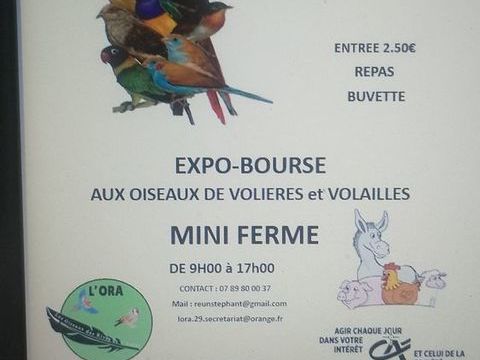 Expo-bourse aux oiseaux exotiques et volailles, 3 29520 Châteauneuf-du-faou