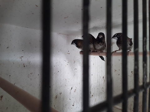 Moineau du japon 8 44130 Blain