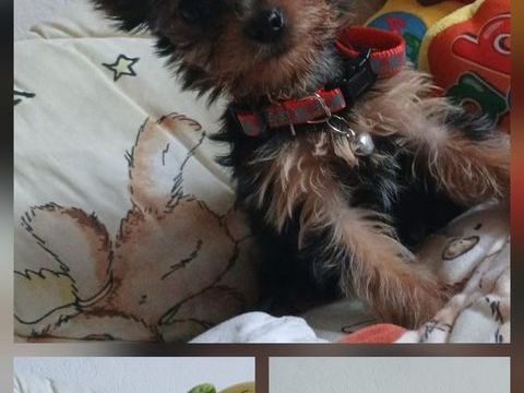 Yorkshire 990 24410 Festalemps