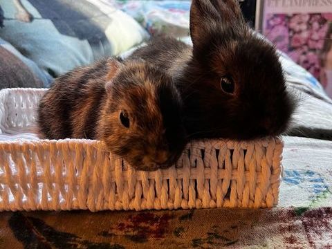 Deux bébés lapins à adopter 
40 38600 Fontaine