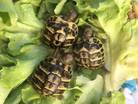 Bébés tortues nées en août 2025 25  pièce 25 84000 Avignon