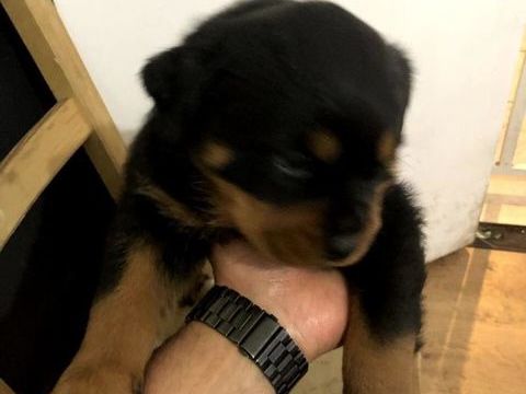 Magnifiques chiots Rottweiler 580 59000 Lille