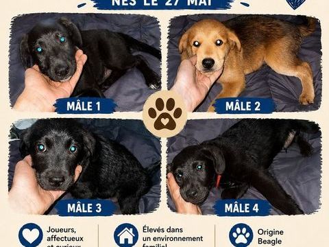 Don :  petits chiots recherche famille aimante 0 31410 Le fauga