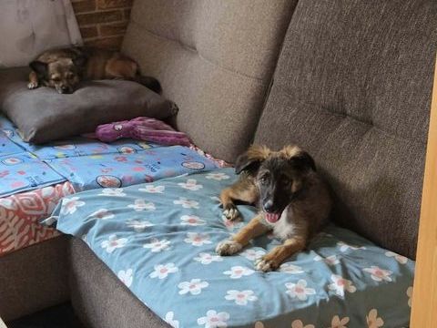 Scorpion &agrave; l'adoption 331 94110 Arcueil