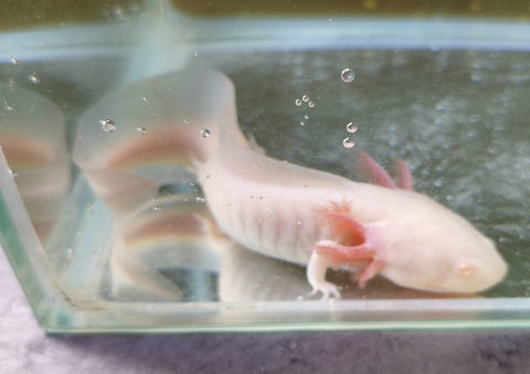AXOLOTL Albinos 40 74200 Thonon-les-bains