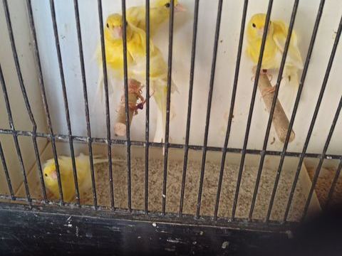 Canaris frisés 70 77400 Saint-thibault-des-vignes