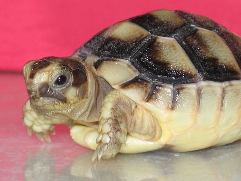Tortue de terre 70 31000 Toulouse