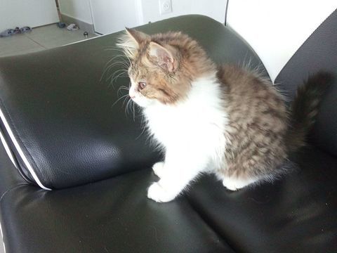 Chaton persan 0 34230 Paulhan