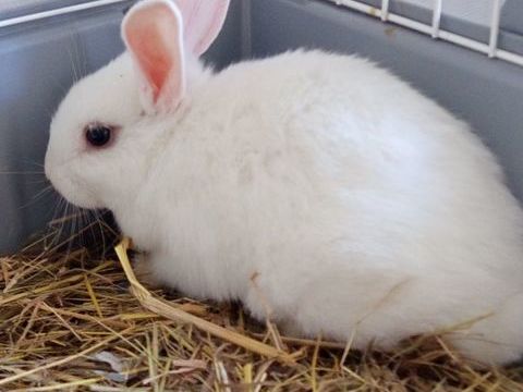 Lapin nain 15 15210 Ydes