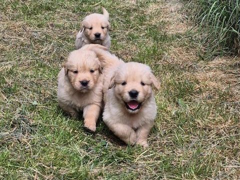 chiots golden Retriever 1200 71130 Neuvy-grandchamp