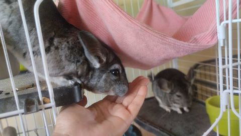 Chinchillas gris m&acirc;les 20 66000 Perpignan