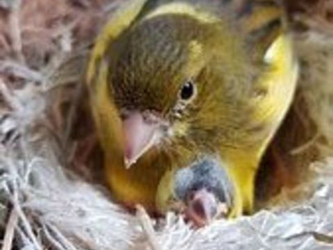 couple de canaris reproducteur 40 94460 Valenton