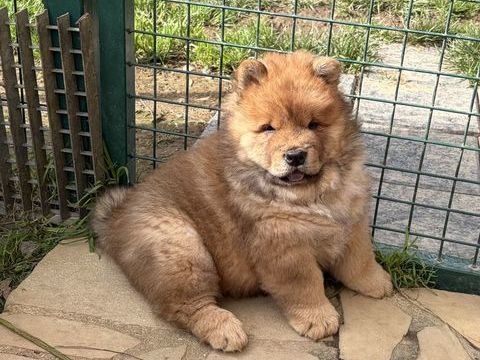 &Agrave; r&eacute;server 7 magnifiques Chow Chow  1800 35480 Saint-malo-de-phily